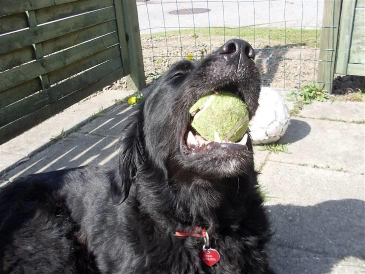Blanding af racer Kenzo (Død) - Her er mit ynglings legetøj :) billede 22