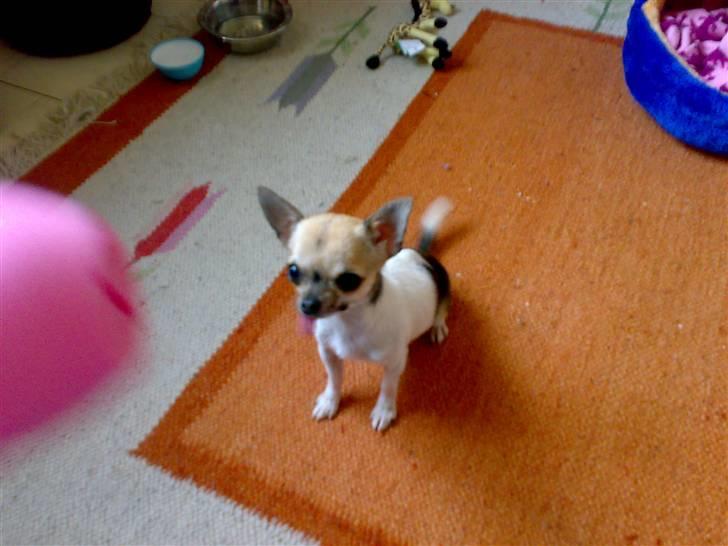 Chihuahua Tufsan - Den der lyseröde sagen den ved jeg at den er det godbidder i! billede 1