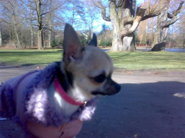 Chihuahua Tufsan - Jeg fryser. Jeg har laengsel efter Mexico. billede 2