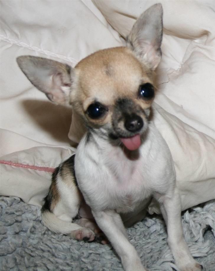 Chihuahua Tufsan - Straekker ud tongen hele tiden gör jeg! billede 3