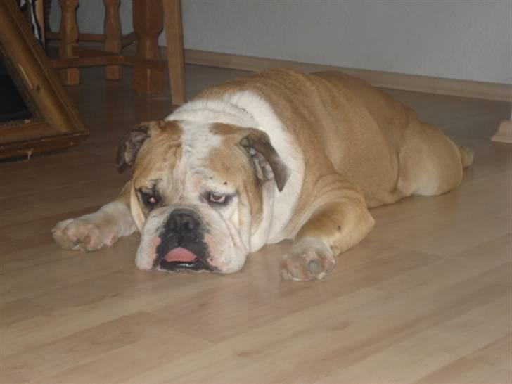 Engelsk bulldog Ælga billede 1