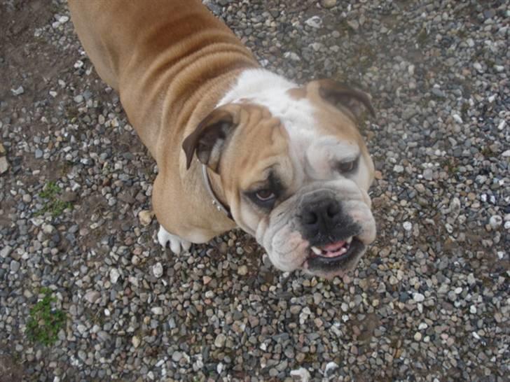 Engelsk bulldog Ælga - Hvor er jeg bare lækker: ) billede 2