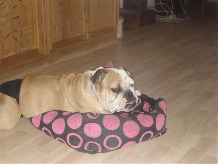 Engelsk bulldog Ælga billede 3