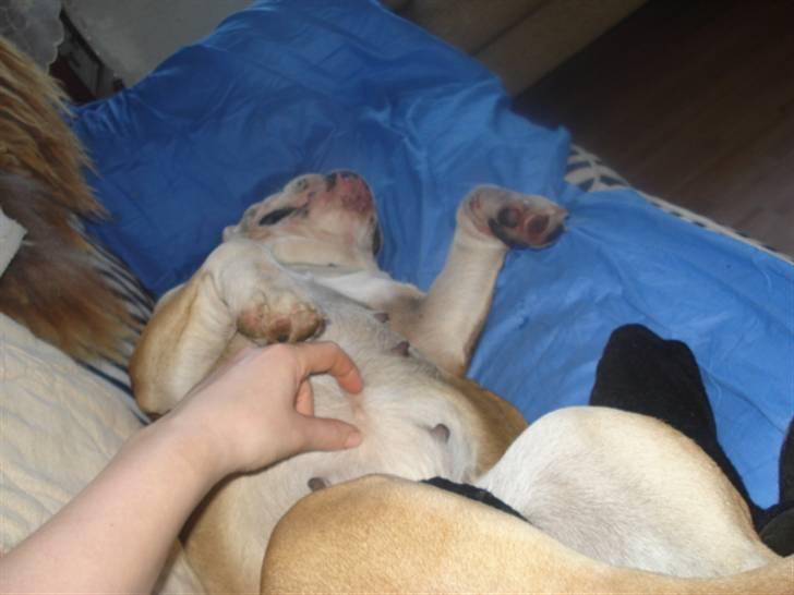 Engelsk bulldog Ælga - Ahhhh billede 4