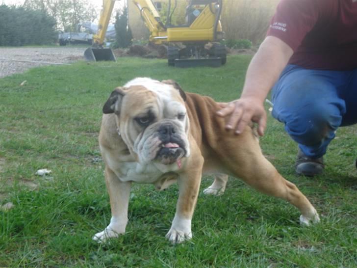 Engelsk bulldog Ælga - Suk...det var lige der det kløede billede 5