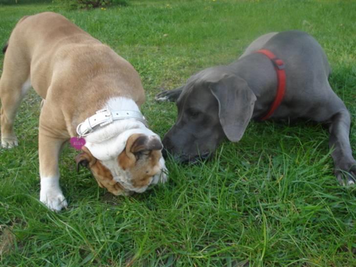 Engelsk bulldog Ælga - Min gode ven Rosa billede 6