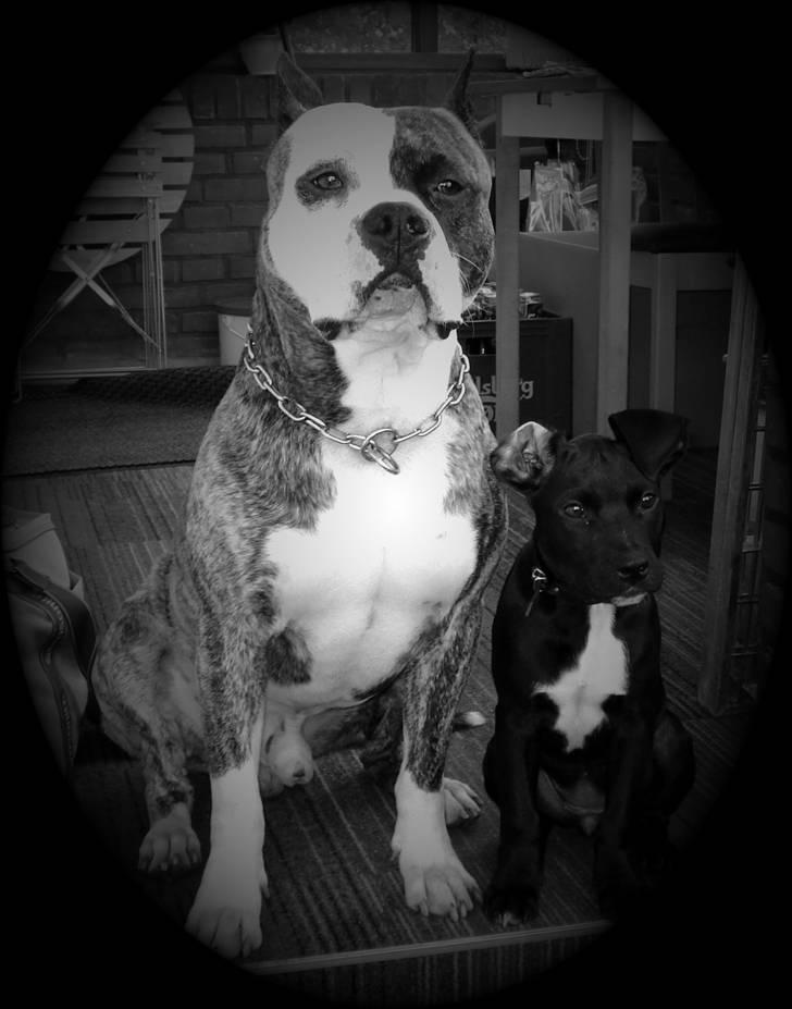 Amerikansk staffordshire terrier Mean  R.I.P - Mean når han har lege besøg!!!! billede 14