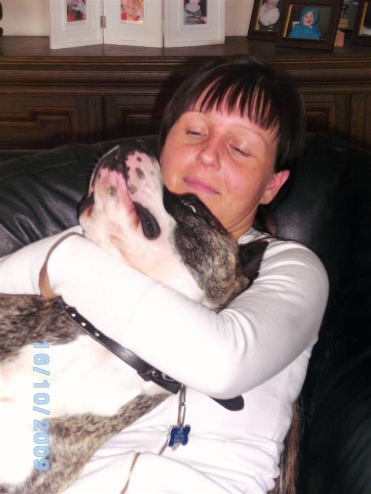 Amerikansk staffordshire terrier Mean  R.I.P - Mean hygger lige i sofaen, sammen med en af vores venner:) billede 15