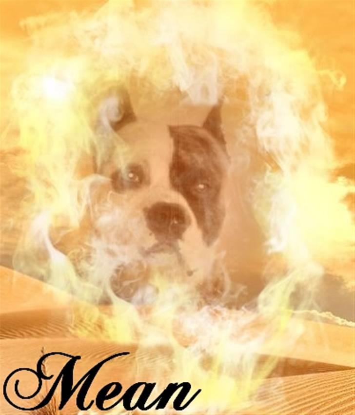 Amerikansk staffordshire terrier Mean  R.I.P billede 16