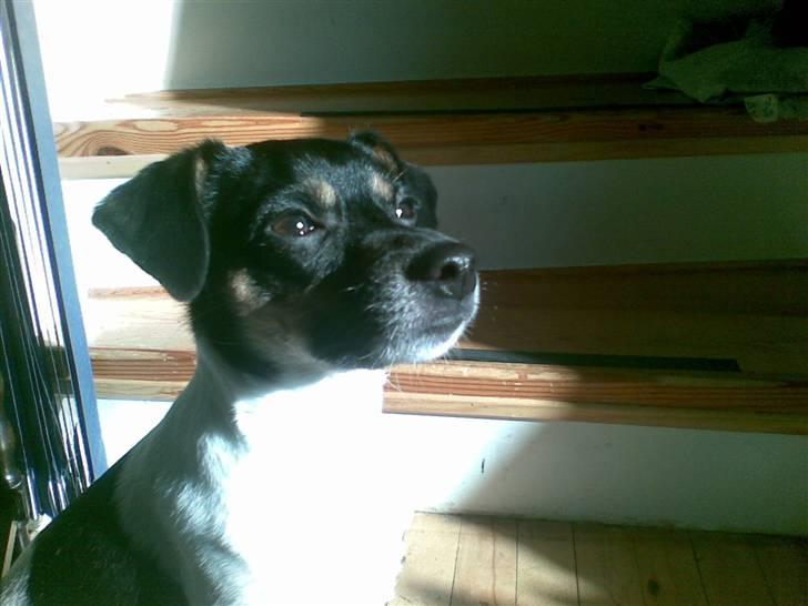 Dansk svensk gaardhund Joy  - vild med lyset (=  billede 14