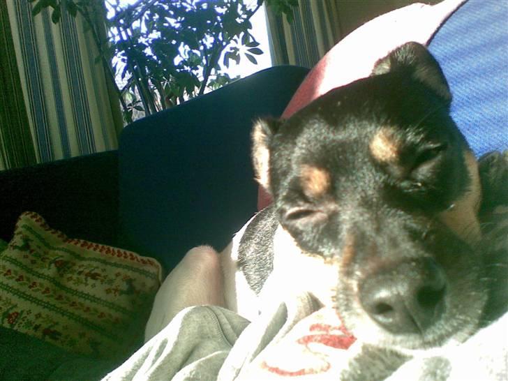 Dansk svensk gaardhund Joy  - Dejligt med noget sol (=  billede 16