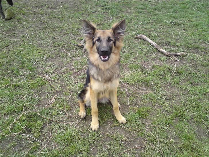 Schæferhund Tammy - Her er vi i haven og hygge (billedet er taget d 5 april 2009) billede 11