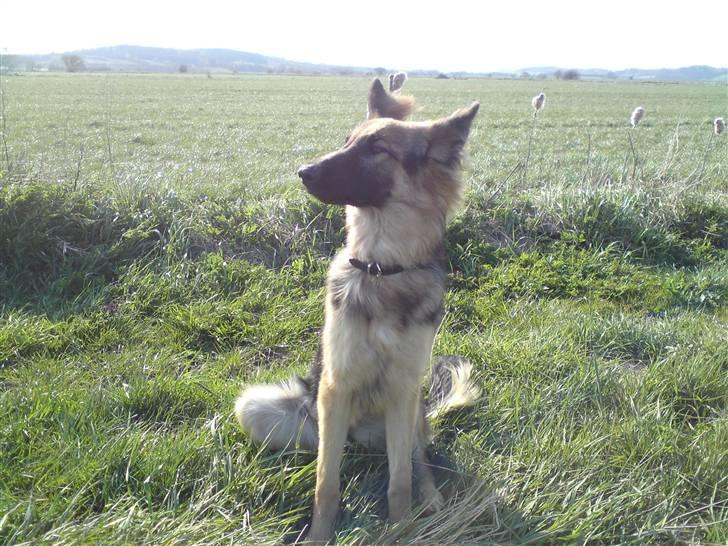 Schæferhund Tammy - vi er ude og gå og nøj hvor det blæser men hyggeligt det var det (billedet er taget d 25 April 2009) billede 12