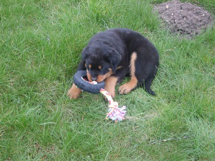 Rottweiler IRON billede 2