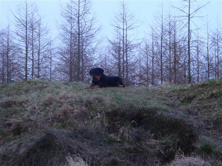 Rottweiler IRON billede 3