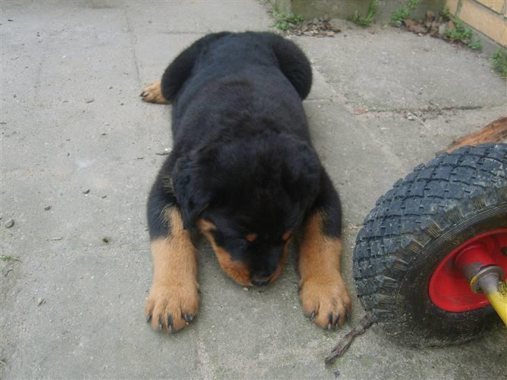 Rottweiler IRON billede 4