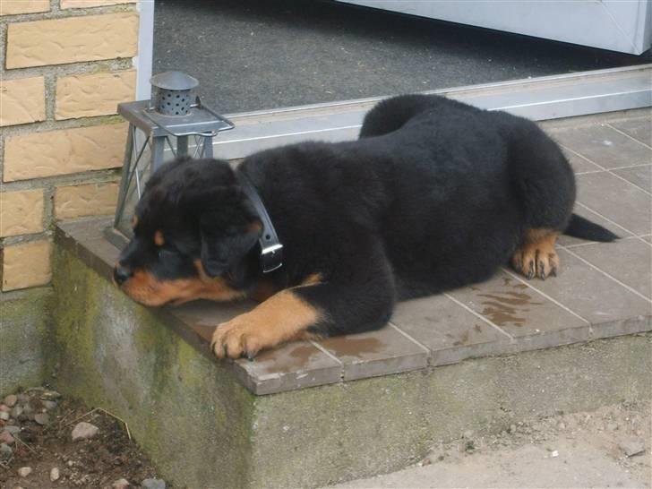 Rottweiler IRON billede 5