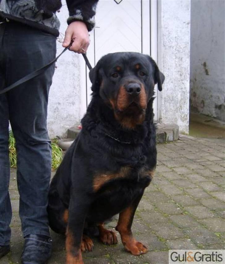 Rottweiler IRON billede 6