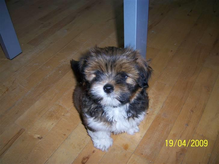 Lhasa apso *Pinky* billede 6