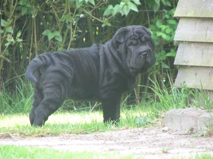 Shar pei Chili billede 3