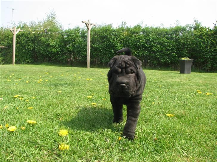 Shar pei Chili billede 4