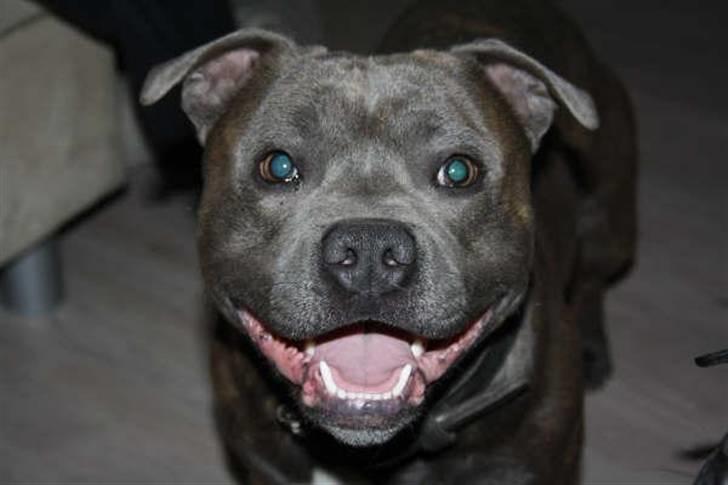 Staffordshire bull terrier Lucifer - Det dejligste staffy-smil :-) (1 1/2 pår gammel) billede 20