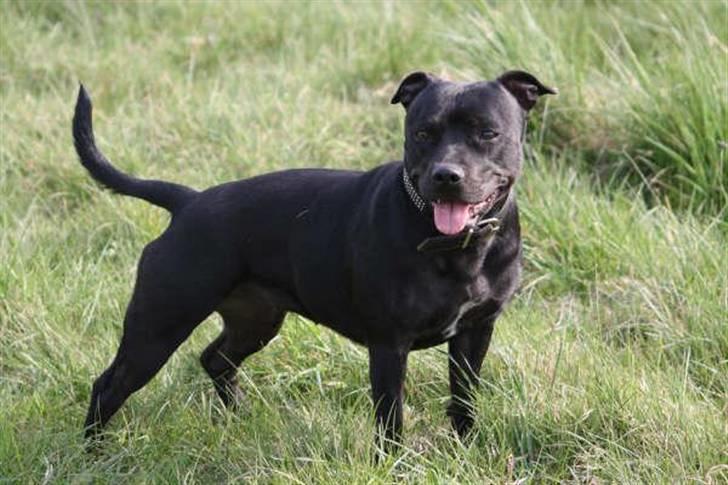 Staffordshire bull terrier Liva - Liva 2 1/2 år gammel billede 18