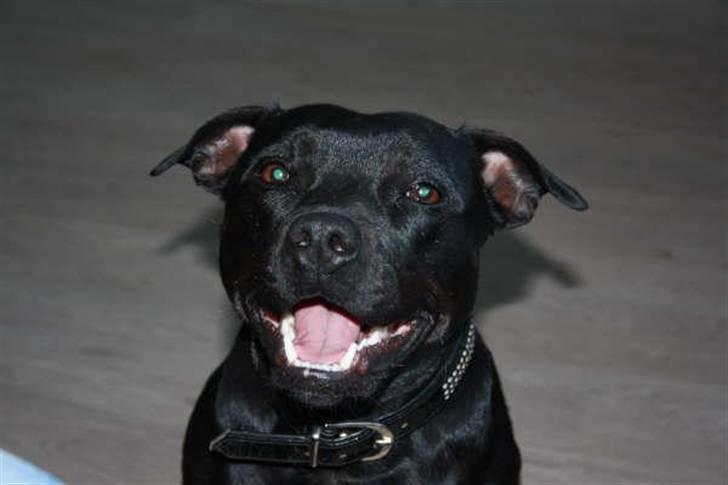 Staffordshire bull terrier Liva - Happy-smile (2 1/2 år gammel) billede 19