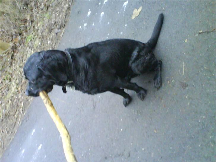 Labrador retriever Rolf - Uha  en lækker tæve! billede 15