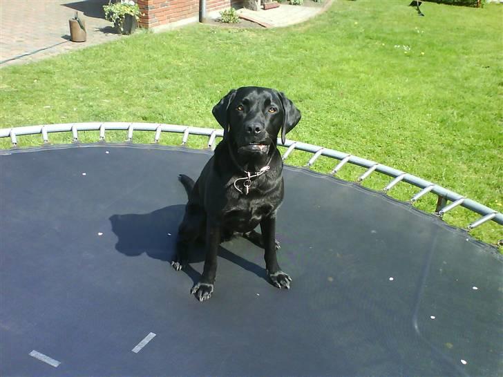 Labrador retriever Rolf - Jeg er bare SÅ gudeskøn!!(: billede 16