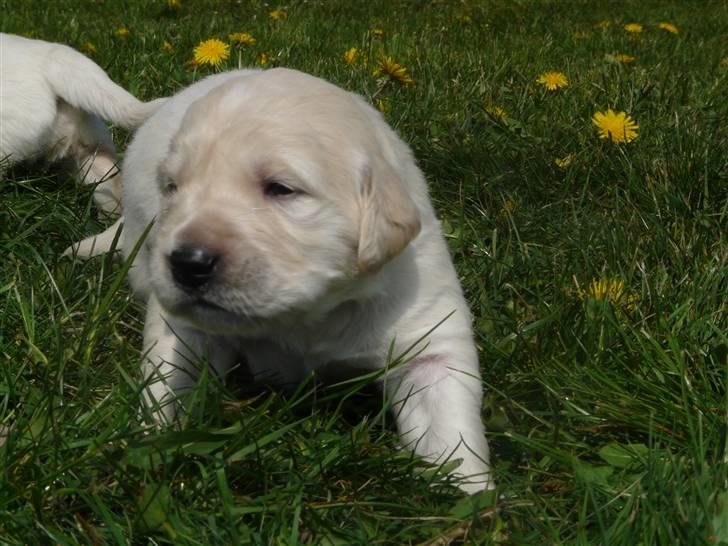 Golden retriever Bess billede 7