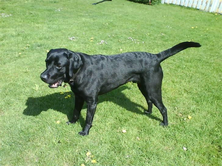 Labrador retriever Rolf - Jeg er bare SÅ gudeskøn!!(: billede 17