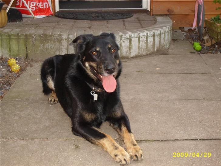 Blanding af racer Simba billede 8