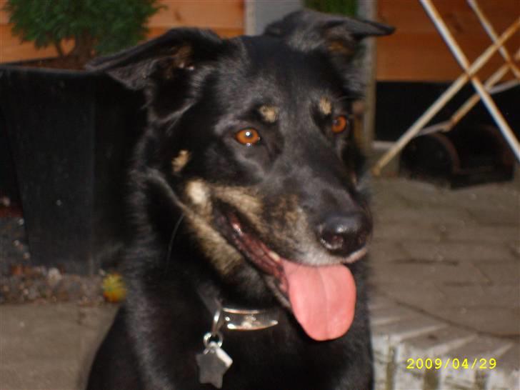 Blanding af racer Simba billede 9