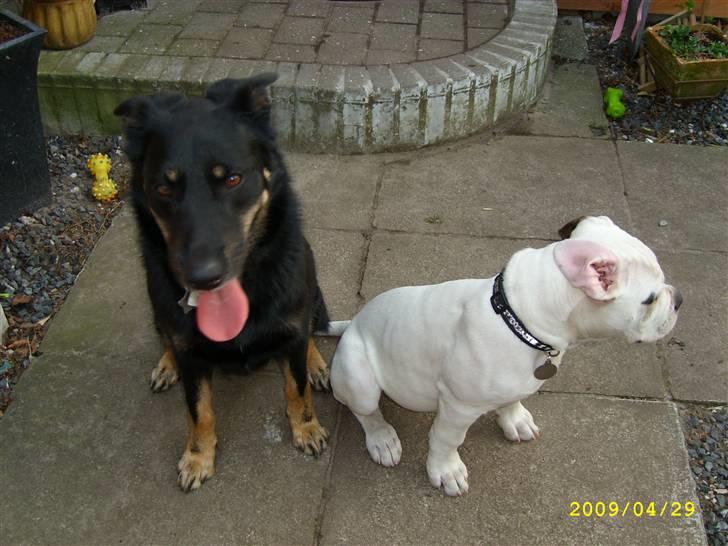 Blanding af racer Simba billede 10