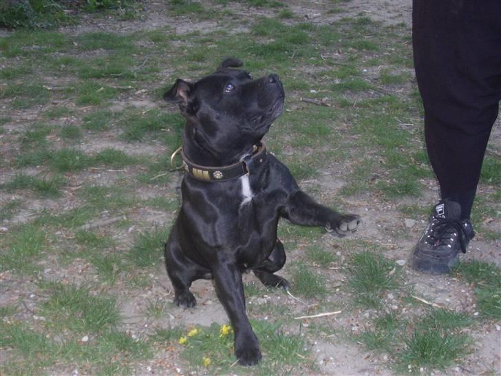 Staffordshire bull terrier Yasmin billede 15