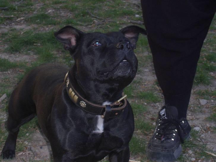 Staffordshire bull terrier Yasmin billede 16