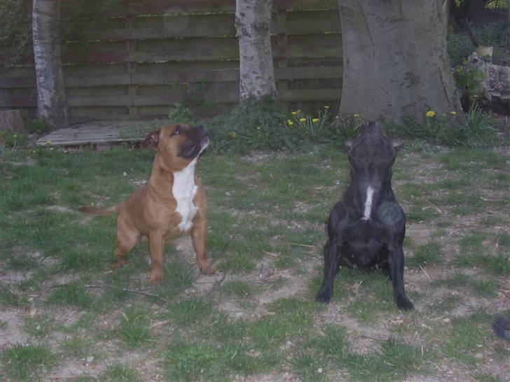 Staffordshire bull terrier Yasmin billede 18