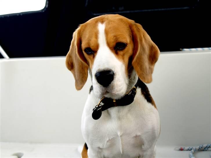 Beagle Maggi - Maggi (o:. billede 1