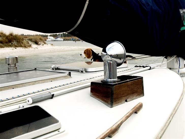 Beagle Maggi - maggi på vores båd, hun leger skibshund:o) billede 2