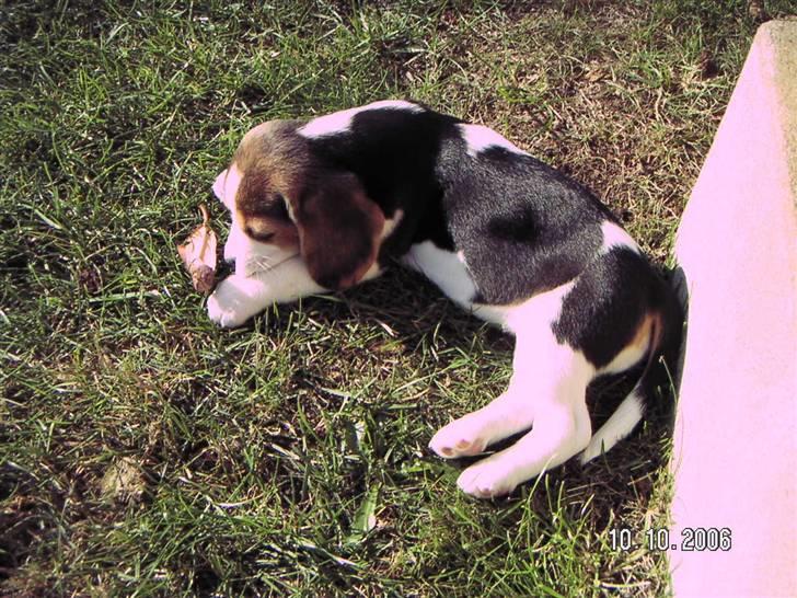 Beagle Maggi - lille maggi. billede 3