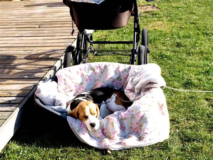 Beagle Maggi - Maggi ligger lige og passer på babyen. billede 4