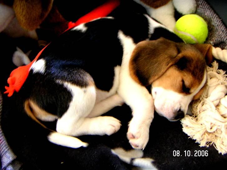 Beagle Maggi - hygger sig i sin kurv, men de bedste sager i (-; billede 5