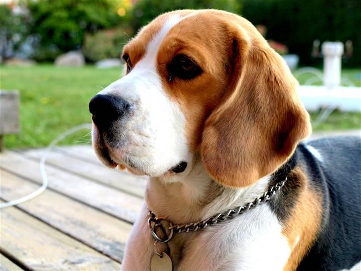 Beagle Maggi - maggi tre år gammel. billede 6