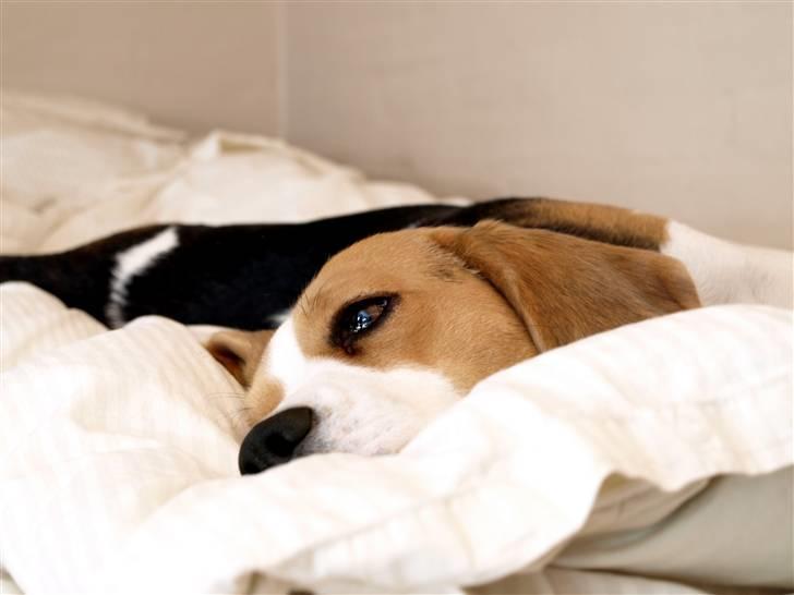 Beagle Maggi billede 7