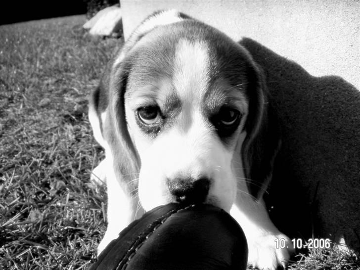 Beagle Maggi billede 8