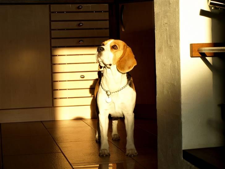 Beagle Maggi - hun holder for det meste til ude i køkkenet :-D billede 9