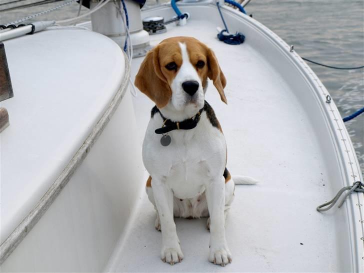 Beagle Maggi billede 10