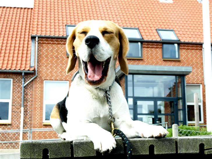 Beagle Maggi - øh ja?:D billede 11
