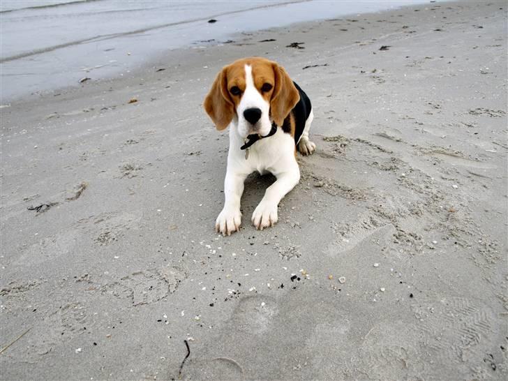 Beagle Maggi billede 12